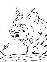 Bobcat Coloring Pages Color Face Easy Print Kids Getdrawings Getcolorings Drawing Printable Template sketch template