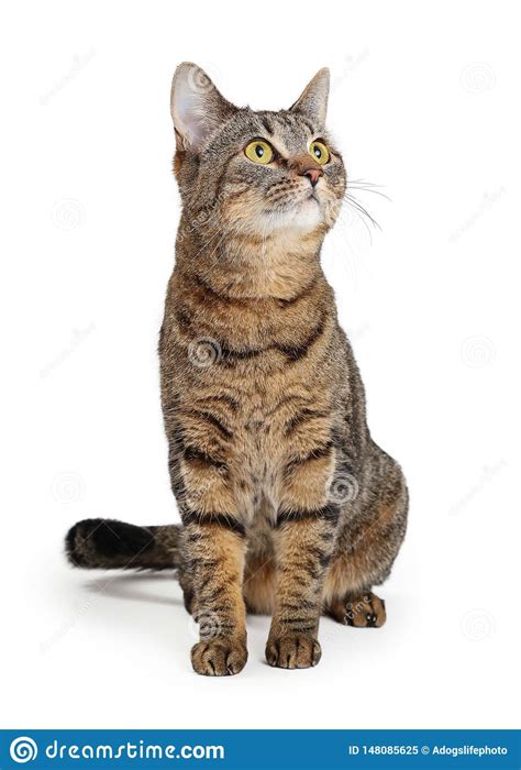 brown tabby cat sitting looking up stock image image of background
