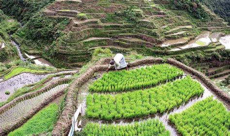 What You Didn’t Know About The Banaue Rice Terraces Nolisoli