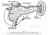 Pancreas Normal Pathology sketch template