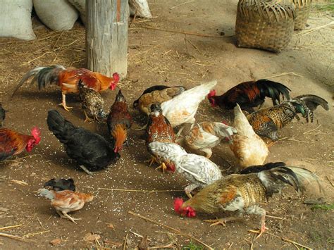 native chicken philippin news collections