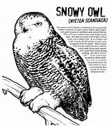 Owl Snowy Pages Coloring Printable sketch template