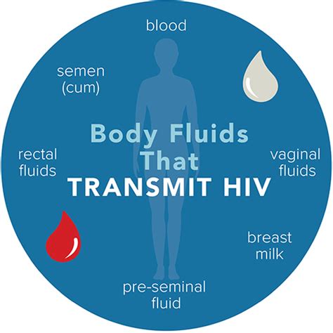 Body Fluids That Transmit Hiv Hiv Transmission Hiv Basics Hiv