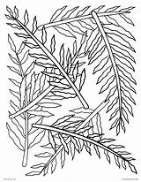 Coloring Fern Pages Ferns Printable Color Nature Pattern Tree Kids Template Getcolorings Adults sketch template