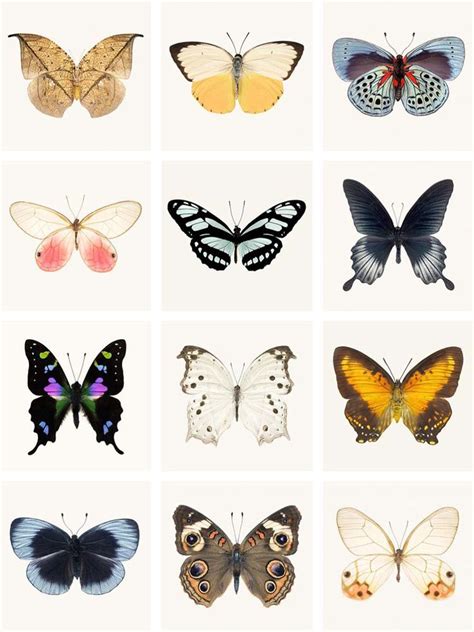 set   butterfly prints affordable art prints etsy art prints
