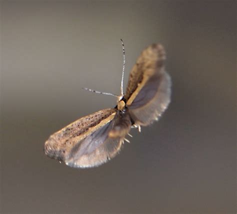 diamondback moth oxitec