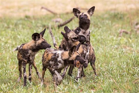 afrikanische wildhunde foto bild africa southern africa tiere