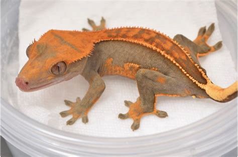 high  crested gecko