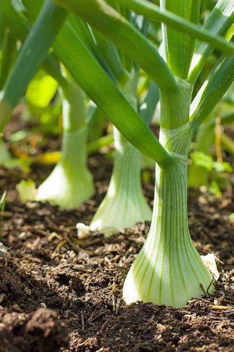 onion cultivars  grow  home gardeners path
