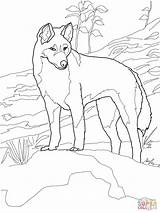 Dingo Coloring Australia Pages Printable Animals Supercoloring Australian Animal Outline Colouring Online Outback Color Drawing Kids Print Horse Sunday School sketch template