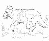 Wolf Grey Coloring Mexican Pages Gray Running Printable Head Drawing Realistic Color Wolves Print Animals Getcolorings Kids Ausmalbilder Draw Horse sketch template