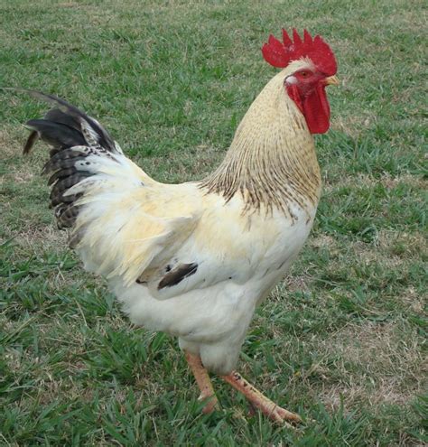 Red Sex Link Chicken For Sale Online Cackle Hatchery
