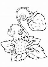 Strawberries Indiaparenting sketch template