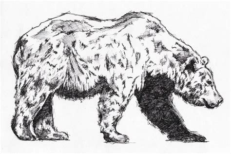 sketched grizzly bear print etsy