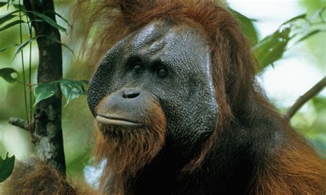 bornean orangutan species wwf