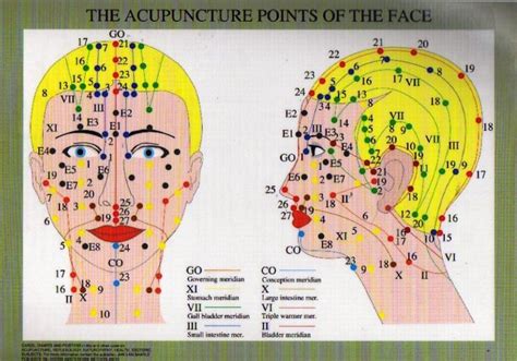 acupuncture points of the face chart acupuncture points chart