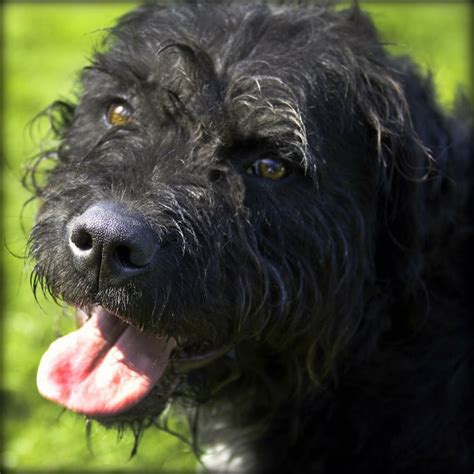 the best parrots in the world black russian terrier rescue uk