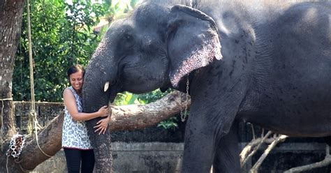 This Kerala Woman Is Fighting To Protect India S Elephants From Abuse