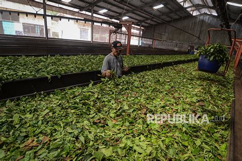 ribuan hektare lahan teh  jabar beralih fungsi