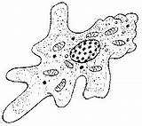 Drawing Protist Protozoa Protozoan Amoebas Protists Amoeba Sketch These Getdrawings Template Quentin Sacco Coloring sketch template
