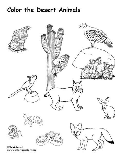desert animals coloring page exploring nature educational resource