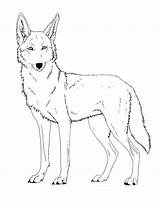 Coyote Coloring Pages Drawing Printable Lineart Howling Face Friendly Paint Line Cartoon Kids Drawings Canis Ferox Version Deviantart Coyotes Getdrawings sketch template