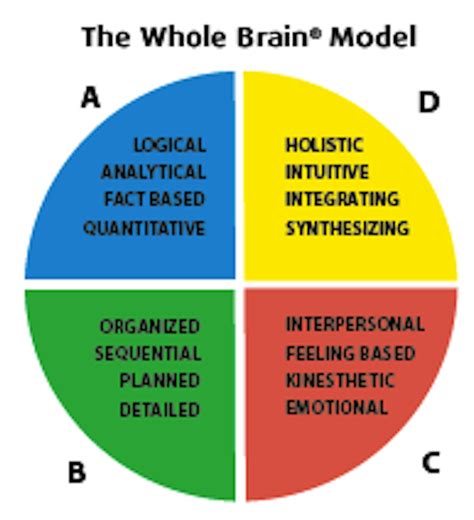 brain model   sections labeled
