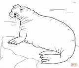 Seal Coloring Elephant Pages Seals Southern Printable Clipart Color Sheet Popular sketch template