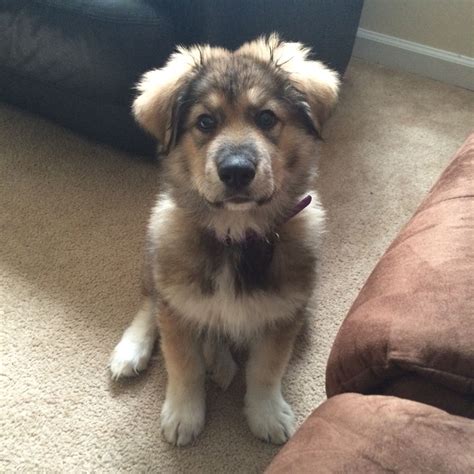 lanie  great pyrenees  german shepard  mix  mutt dog