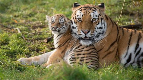 Tygrys Azjatycki Gdzie żyje I Czym Się żywi Dlaczego Jest Zagrożonym