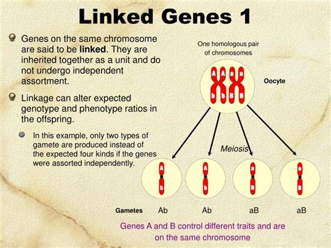 Ppt Linked Genes Sex Linkage And Pedigrees Powerpoint