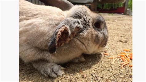 warning disturbing pictures achilles needs help by cottontail cottage