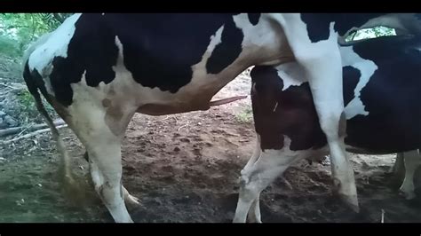 Sex Video Cow Mating Hd A Big Cock Doing Well With