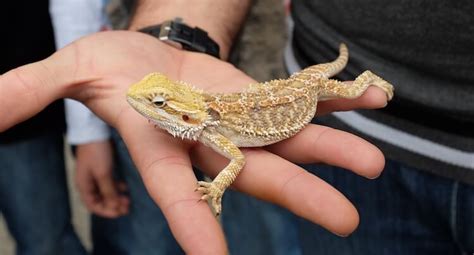 discover     lizard pets   franchise guide hq uk