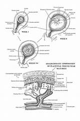 Placenta Formation Decidual sketch template