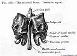 Ethmoid Bone Figure Prohealthsys Anatomy Posterior sketch template