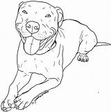 Pitbull Coloring Drawing Pages Dog Drawings Pitbulls Color Nose Red Puppy Pit Bull Printable Clipart Cartoon Sketches Easy Print Puppies sketch template
