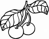 Cerezas Ciliegie Cirese Visine Cherry Cherries Imprimir Colorat Ausmalbilder Planse Pflaume Fruit Kolorowanka Supercoloring sketch template
