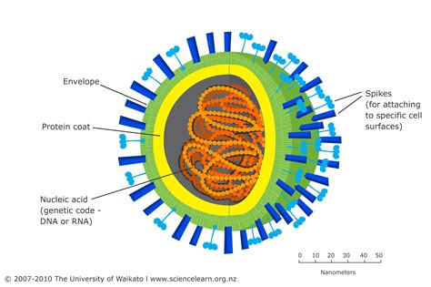 virus structure diagram