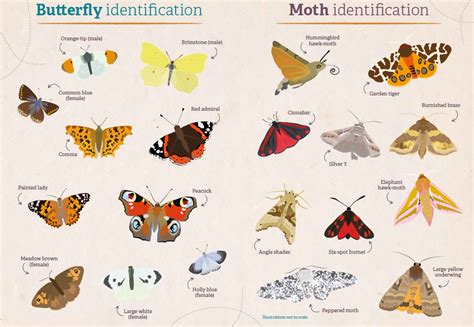 identify british butterflies devon wildlife trust