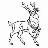 Reindeer Coloring Pages Printable Deer sketch template