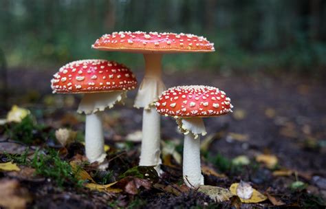 fascinating fungi   find   uk greenpeace uk