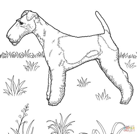terrier coloring  terrier coloring