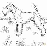 Terrier Fox Coloring Pages Printable Dog Dogs Color 55kb 1406 sketch template
