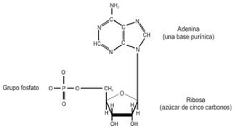 funciones de los acidos nucleicos  nucleotidos el amp ciclico   adenosinmonofosfato ampc