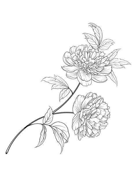 peony flower coloring page peony flower coloring page  adults etsy