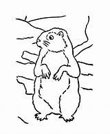 Groundhog Coloring Sheets Pages February Shadow Activity His Cliparts Library Clipart Sketch Printable Activities Looking Kids Popular Books Winter Favorites sketch template