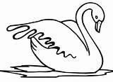 Cigno Schwan Cigni Stampare Vogel Cisne Dibujo Malvorlagen Acqua Bestcoloringpagesforkids Swans Ausdrucken Coloriage Brutto Anatroccolo sketch template