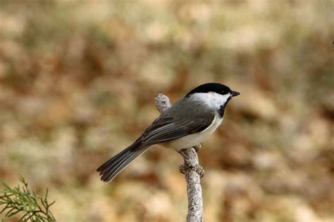 black capped chickadee  branch  stock photo public domain pictures