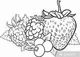Frutti Bosco Berries Prato Illustrazione Kolorowanka Fruits Druku Riscos Owoce Kolorowanki Winogrono Truskawki Yayimages Parati Pixers Adesivo Frutas Peint Visualizzazione sketch template